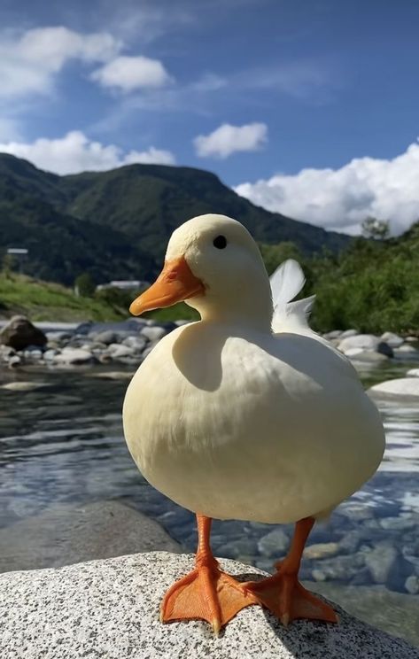 Caring for Duck Companions: A Complete Guide for New Owners | Duck Aesthetic Raising Ducks For Beginners, Ducks For Beginners, Call Ducks, Types Of Ducks, Duck Pens, Pet Duck, Duck Farm, Duck Breeds, Duck Farming