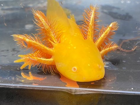 Axolotl Images, Orange Axolotl, Aesthetic Axolotl, Axolotl Aesthetic, Axolotl Oc, Axolotl Wallpaper, Axolotl Tattoo, Aesthetic Fishing, Axolotl Art