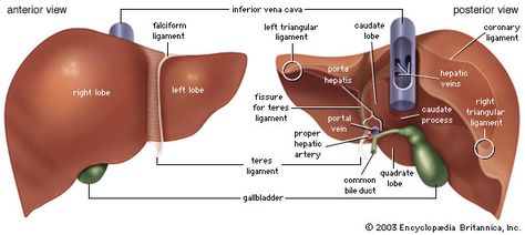 The liver has 4 lobes - right, left, quadrate and caudate, and the falciform ligament and round ligament. The gallbladder is attached to the liver, storing and concentrating bile. Bile is a yellow-green fluid containing phospholipids and bile salts which emulsify fats, aiding in their digestion. The hepatic triad include the hepatic portal vein, hepatic artery,and bile ductules. Human Liver Anatomy, Anatomi Dan Fisiologi, Liver Anatomy, Sistem Pencernaan, Human Digestive System, Gross Anatomy, Human Liver, Bile Duct, Medical School Essentials