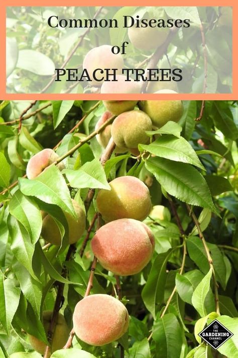 Learn the common diseases of peach trees and the steps you can take to prevent each one. Grow healthy peach trees with these fruit gardening tips. #gardeningchannel #gardening #growingpeaches Prune Peach Tree, Pruning Peach Trees, Peach Tree Care, Growing Peach Trees, Pioneer Living, Suburban Homestead, Small Holding, Plantarea Legumelor, Fruit Fast