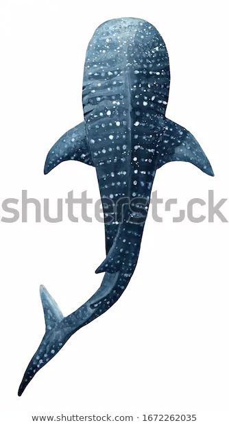 Whale Shark Top View, Whale Shark Tattoo Color, Wale Sharks Drawing, Whale Shark Design, Whale Shark Anatomy, Whale Shark Watercolor, Whale Shark Outline, Shark Illustration Cute, Whale Shark Illustration