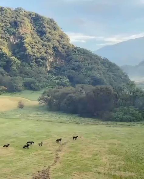 Wild Horses Running Videos, Herd Of Horses Running, Horse Running Video, Beautiful Horses Wild, Wilde Horse, Wild Horses Running, Wild Horses Photography, Wild Animal Wallpaper, Horse Running