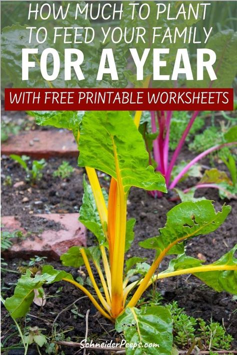 Preserve Food, Eat Fresh, Vegetable Garden Planning, Homestead Gardens, Survival Gardening, Vegetable Gardens, Free Printable Worksheets, Grow Your Own Food, Companion Planting