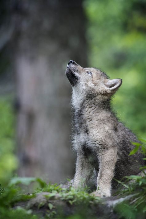 Wolf Pictures | Wolf Images| Page 5 of 6 | Cool Wildlife Wolf Looking Up, Hood Sketch, Wolf Side View, Grey Wolf Photography, Body References, Wolf Photography, Wolf Images, Arctic Wolf, Wolf Pup