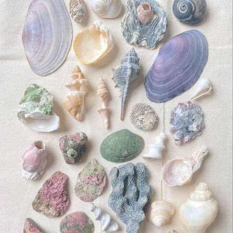 So pretty ✨🐚💜 Who else loves sea shells? I'm so inspired by all sorts of different shells right now and the variety of colours. My Pinterest is just all shells right now. Here are some of my favs. #shells #shellart #shelllover #seashellsbytheseashore #shells🐚 Ocean Treasures, Mermaid Aesthetic, Pearl Jewellery, Seashell Crafts, My Pinterest, Crafts Hacks, Mermaid Party, Jewelry Business, Beach Girl