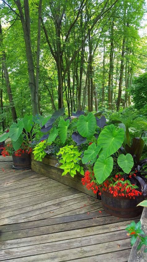 38 Stunning Ideas to Turn Your Boring Garden into a Cool Tropical Garden - 272 Elephant Ears Plants Landscaping Yards, Elephant Ear Garden Landscapes, Elephant Ears Front Yard, Planters With Elephant Ears, Elephant Ear Landscaping Ideas, Canna In Pots, Landscaping With Elephant Ears, Potted Elephant Ears, Elephant Ears Plants Landscaping Ideas