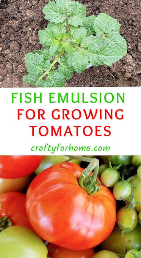 Diy Fertilizer, Tomato Fertilizer, Growing Tomato Plants, Tomato Seedlings, Vegetable Plants, Berry Plants, Natural Fertilizer, Plants To Grow, Fertilizer For Plants