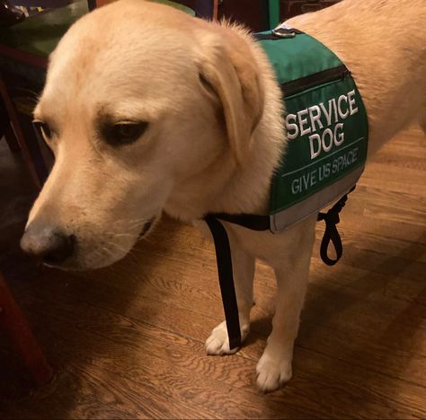 Labrador Service Dog, Service Dog Vests, Service Dogs Gear, Dog Vest, Dog Info, Dog Gear, Service Animal, Service Dogs, Labrador Retriever