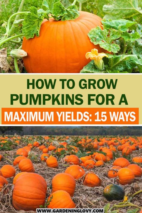 The versatility of pumpkins makes them a must-have for every garden, whether you want to use them for decoration or as a tasty addition to your meals. Wondering how to grow pumpkins? Read on to find out the information required to grow pumpkins in your backyard! How To Grow Pumpkins, Grow Pumpkins, Pumpkin Reading, Pumpkin Peel, Planting Pumpkins, Pumpkin Garden, Growing Pumpkins, Fall Vegetables, Backyard Vegetable Gardens