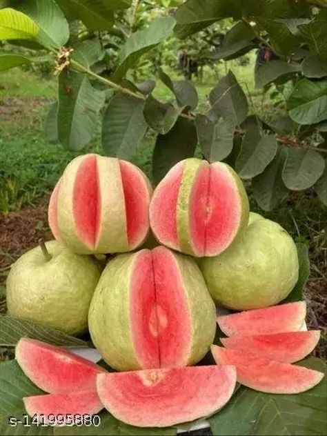 Taiwan Red Guava Plant Pruning Raspberries, Easy Outdoor Projects, Red Guava, Backyard Diy Ideas, Guava Plant, Fruits And Vegetables Pictures, Pineapple Guava, Fruit Splash, Yellow Skin