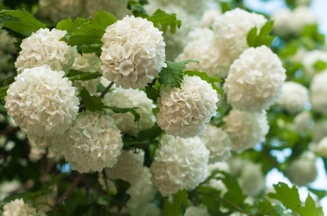 The Chinese snowball viburnum (Viburnum macrocephalum) is a large shrub with hydrangea-like blooms. Learn how to grow this stunning viburnum shrub. Snowball Plant, Snowball Tree, Snowball Viburnum, Viburnum Opulus, Southern Garden, Snow Flower, Easy Plants, Flowering Shrubs, Propagating Plants