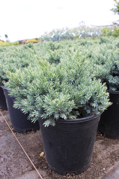 #1 Juniperus squamata 'Blue Star' (2)r Juniperus Squamata, Blue Star Juniper, Small Shrubs, Perfect House, Blue Star, Seeds, Blue Color, Stars, Plants