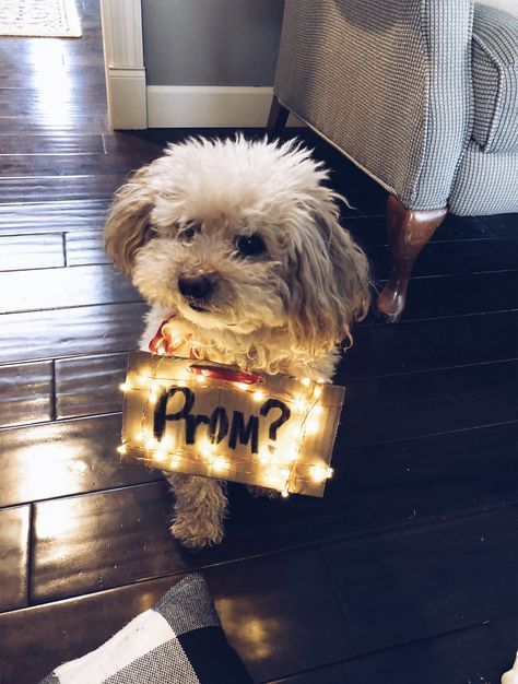 Puppy PROMposal #maltipoo Puppy Promposal, Prom Proposals, Cute Prom Proposals, Sweet Thoughts, Wedding Flip Flops, Prom Season, Prom Proposal, Need A Break, School Parties