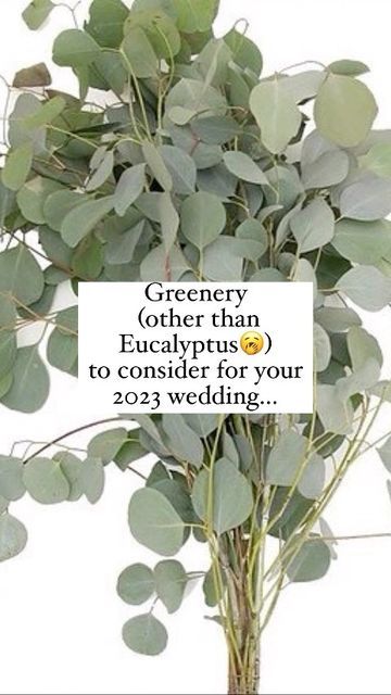 Iris & Barry Blooms | Tahoe, Truckee, & Reno Wedding Florist on Instagram: "You guys asked for a pt.II 🌿 Engaged couples! Here are some greenery alternatives for the commonly used Eucalyptus. 🤍 Florists! Name a favorite that I didn’t mention. ⬇️" Reno Wedding, Fancy Decorations, Reno Tahoe, Tahoe Wedding, Floral Inspiration, Greenery Wedding, Wedding Florist, Engagement Couple, Reno