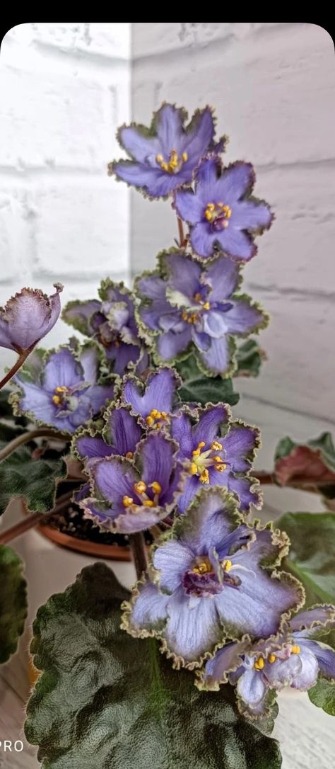 Violet Flower Photography, African Violet Flower, African Violet Care, African Violet, Flower Photography, Violet Flower, Beautiful Flowers Pictures, African Violets, Flower Pictures