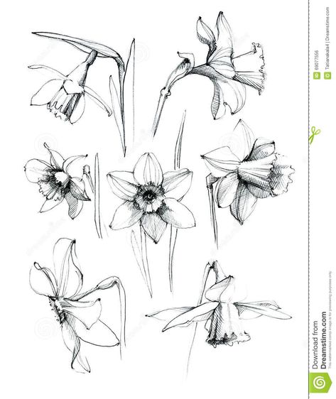 Illustration about Daffodil flowers pattern . Hand drawn sketch ink. Illustration of design, branch, leaf - 69077556 Hur Man Ritar Blommor, Flor Tattoo, Daffodil Flowers, Daffodil Tattoo, Sketch Ink, Narcissus Flower, Botanical Tattoo, Daffodil Flower, Flower Sketches