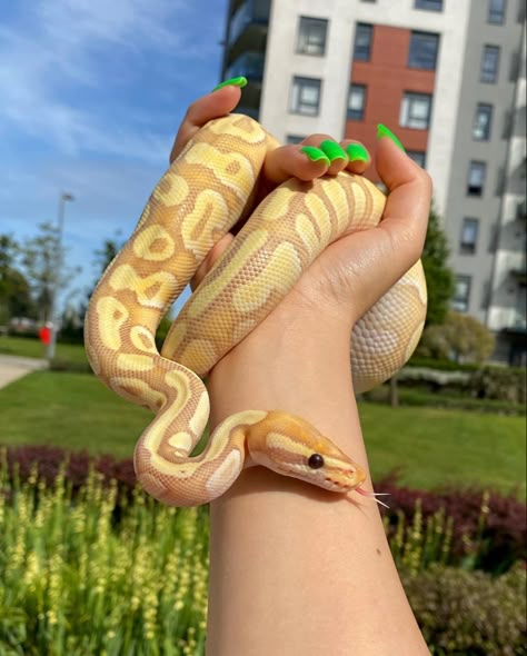 Instagram: @bp_amari Morph: Banana Enchi Mojave Pastel Banana Ball Python, Cool Snakes, Pretty Snakes, Ball Python Morphs, Reptile Room, Snake Lovers, Cute Snake, Cute Reptiles, Python Snake