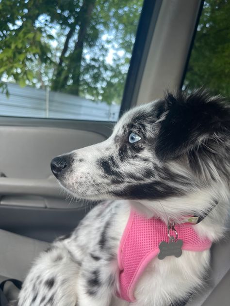 Aussie Shepherd Blue Merle, Blue Merle Aussie, Aussie Hair Products, Aussie Shepherd, Mini Aussie, Dog Things, Dog Pics, Australian Shepherd Dogs, Very Cute Dogs