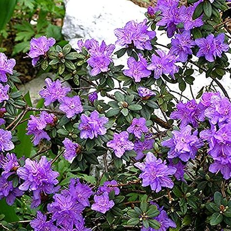 Potted Outdoor Plants, Rhododendron Plant, Colourful Leaves, Tall Shrubs, Low Maintenance Shrubs, Plant In Pot, Uk Garden, Patio Plants, Evergreen Plants