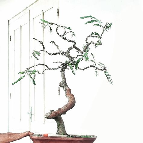 Proses pembuatan bonsai asem jawa Halo, Indonesia, Art