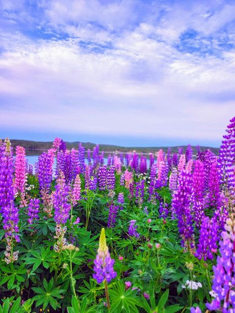 Picture-Perfect Newfoundland & Labrador | My favorite flowers..lupins💕 July 3 2024 Botwood,  nl | Facebook Newfoundland Flowers, Newfoundland Canada, Newfoundland And Labrador, Favorite Flowers, July 3, Newfoundland, Picture Perfect, Labrador, My Favorite