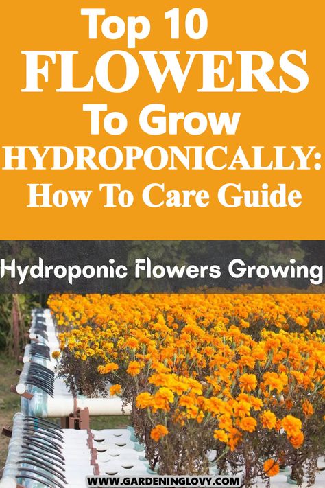 Do you know what are the Flowers to grow using hydroponical farming? We provide tips on how to pick the right flower to propogate. Using hydroponic farming for growing flowers will result in good growth and yield. Hydroponic Flower Garden, What Plants Can You Grow Hydroponically, Outdoor Hydroponic Garden, Lazy Gardening, Hydroponic Flowers, Hydroponic Gardening For Beginners, Hydroponic Herb Garden, Indoor Hydroponic Gardening, Hydroponics Gardening