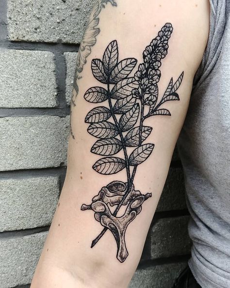 Zox on Instagram: “Licorice plant and vertebrae for Kerry! Thanks so much! Done at @blackcat.tattoo . #tattoolife #tattoovictoria #victoriatattoo victoria…” Vertebra Tattoo, Vertebrae Tattoo, Victoria Tattoo, Licorice Plant, Plant Tattoo, Human Canvas, Star Background, Dope Tattoos, Thanks So Much