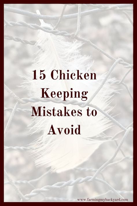 Chicken Keeping, Urban Chickens, Keeping Chickens, Backyard Chicken Coops, Diy Chicken Coop, Raising Chickens, Chickens Backyard, The Worst, Make Sure