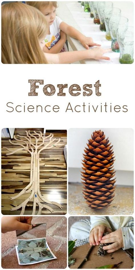 5 Fun Forest Science Activities for Kids Tree Science Kindergarten, Tree Science Experiments Preschool, Ecosystems Preschool, Layers Of The Forest Activity, Enchanted Forest Preschool Activities, Forest Provocation, Forest Theme Activities For Preschool, Science Learning Activities, Trees And Forests Grade 6 Science