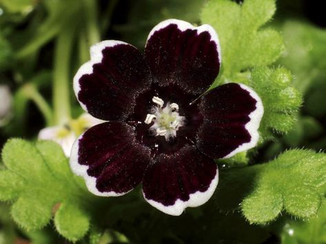 'Penny Black' Nemophila insignis var. menziesii~Image via Rare and Exotic Seeds Calabash Tree, Goth Garden, Floral Headdress, Cardinal Flower, Bush Beans, Sandy Soil, Garden Greenhouse, Black Flowers, Penny Black