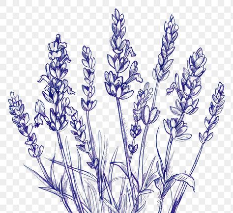 Lavender Drawing Simple, Lavender Plant Drawing, Lavender Flower Drawing, Line Art Lavender, Lavender Line Art, Vintage Flower Border, Lavender Sketch, Lavender Drawing, Lavender Graphic