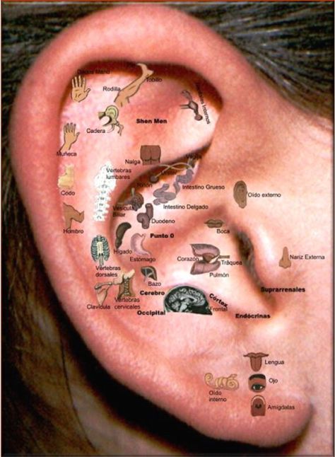 Pin en Salud Ušný Piercing, Ear Reflexology, Sistem Saraf, Massage Therapy Techniques, Reflexology Chart, Human Body Parts, Reflexology Massage, Foot Reflexology, Piercings Unique