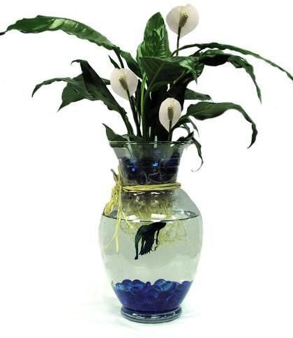 Betta Fish with Green Plant-Send a colorful betta fish swimming in a clear glass vase beneath a beautiful peace lily plant. #BlossomFlowers #YonkersFlowers #WhitePlainsFlowers #AdministrativeProfessionalsWeek Fish Centerpiece, Vase Fish Tank, Water Plants Indoor, Yonkers New York, Backyard Aquaponics, Peace Lily Plant, Fish Vase, Indoor Water Garden, Aquaponic Gardening