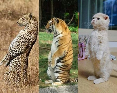 Suricats ;) Regnul Animal, Funny Animal Jokes, Pretty Animals, 웃긴 사진, Silly Animals, Cute Wild Animals, Disney Family, Cute Animal Photos, Funny Cute Cats