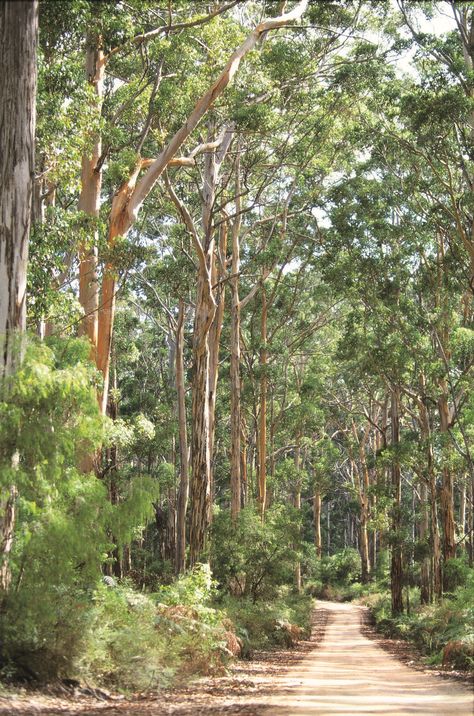 Rural Photography, Australia Landscape, Scenic Travel, Australian Garden, Australian Bush, Native Garden, Drive Through, Beautiful Tree, Australia Travel