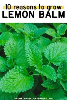 Growing Lemon Balm, Lemon Balm Uses, Grow Lemon, How To Grow Lemon, Urban Homesteading, Wild Edibles, Lemon Balm, Growing Herbs, Planting Herbs