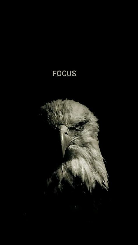 Eagle Motivation, Masculine Graphic Design, Masculine Wallpaper, Masculine Aesthetic, Wallpaper 2024, Apple Iphone Wallpaper Hd, Eagle Wallpaper, Clydesdale Horses, Maps For Kids