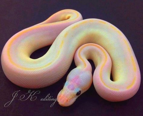 Snakelain on Instagram: “Wish it could be real 🌈😍 Photo by ©️JK editing (write us for credit) . . . . . #herpetology #reptilesofinstagram #cornsnake #reptiles…” Snake Photos, Colorful Snakes, Pretty Snakes, Ball Python Morphs, Albino Animals, Cute Snake, Cute Reptiles, Reptile Snakes, Pet Snake