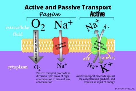 Passive Transport, Cell Transport, Plasma Membrane, Biology Classroom, Ap Biology, Biology Teacher, Biology Lessons, Teaching Biology, Human Anatomy And Physiology