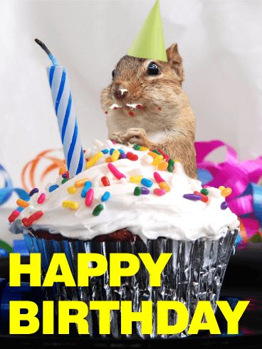 Glutton Squirrel Animal Birthday Card Happy Birthday Squirrel, Birthday Ecards Funny, Happy Birthday Animals, Animals Tattoo, Free Birthday Card, Birthday Reminder, Happy Belated Birthday, Happy Birthday Meme, Happy Birthday Funny