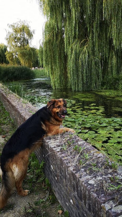 borus german shepherd ×bernese mountain dog Mountain Dog, Bernese Mountain, Bernese Mountain Dog, Mountain Dogs, My Dog, German Shepherd, Dogs