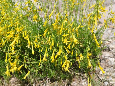 Yellow Pineleaf Penstemon Pineleaf Penstemon, Waterwise Landscaping, Yellow Plants, Farmhouse Garden, Garden Park, Water Wise, Entrance Design, Plant List, Landscaping Plants