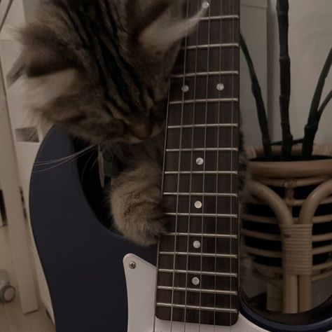 Cat With Guitar, Playlist Covers, Spotify Playlist, Guitar