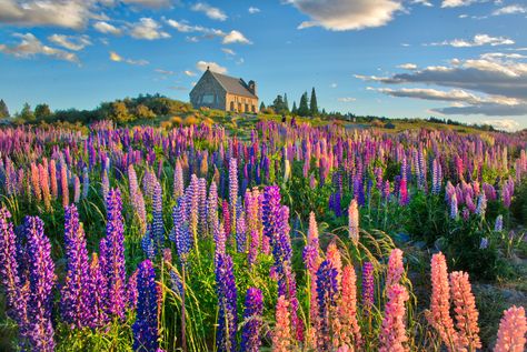 photo of brown wooden house with clear field grass during daytime, lupins, lupins #Lupins #house #clear #field #daytime New Zealand #com lake tekapo New  Zealand lake  tekapo #Canterbury South Island Mount Cook Lake Pukaki National Park Park  Church Good Shepard #Religion #Historical #Sky #Cloud Building  Stone #Chimney #Water #Grass #Tussock #Moon #Twilight #Sunset Day  Night #Outdoor #Outside #Horizontal #Colour #Color #RR #Daily #Photo #5K #wallpaper #hdwallpaper #desktop New Zealand Lakes, Horizontal Wallpaper, Lupine Flowers, Clouds Photography, Concrete House, Spring Wallpaper, Backgrounds Wallpapers, Photography Workshops, Flower Field