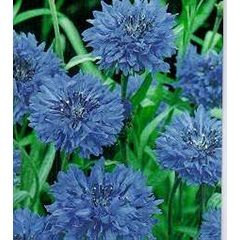 Bachelor's Button Jubilee Gem Packet Bachelors Buttons Flowers, Bachelor Button Flowers, Poppy Flower Seeds, Seed Growing, Easiest Flowers To Grow, Grow From Seed, Flowers To Grow, Tall Plant, Bachelor Buttons