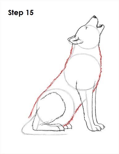 Howling Wolf 15 Wolf Sketch Step By Step, Draw Wolf Easy, How To Draw A Wolf Step By Step, How To Draw A Wolf, How To Draw Wolf, Hummingbird Art Drawing, Draw Wolf, Wolf Drawing Easy, Draw A Wolf