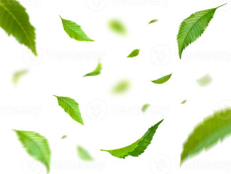 Green Floating Leaves Flying Leaves Green Leaf Dancing, Air Purifier Atmosphere Simple Main Picture Floating Leaves, Background Images Hd, Green Leaf, Small Living Rooms, Tea Leaves, Air Purifier, Image Hd, Green Leaves, Hero Academia