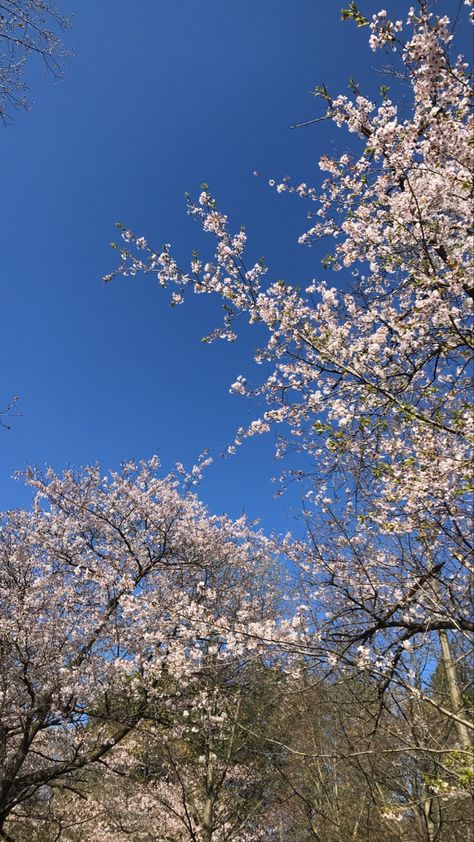 High Park Toronto, Blossoms In Bloom, Toronto Canada, Digital Wallpaper, Cherry Blossoms, In Bloom, Cherry Blossom, Toronto, Blossom