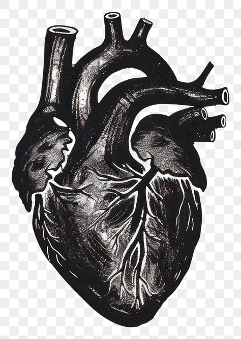 Heart Drawing Tattoo, Anatomical Heart Illustration, Human Heart Drawing, Heart Organ, Tattoo Png, Black Sketch, Png Black And White, Heart Anatomy, About Heart