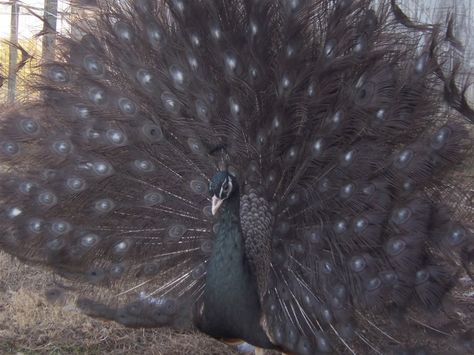 Bronze White Eyed Peacock Peacock Images, Black Peacock, Domestic Animals, Peacock Art, Cute Chickens, Rare Animals, Favorite Animals, Bird Wallpaper, Pretty Animals